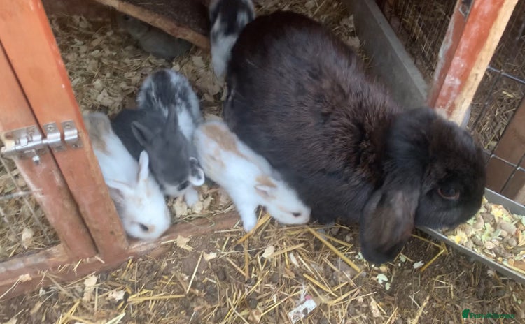 Mini Lop rabbits - Advert 14