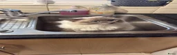 Ragdoll cats for stud: GCCF & TICA Blue point Ragdoll Stud in Dagenham - Advert 5