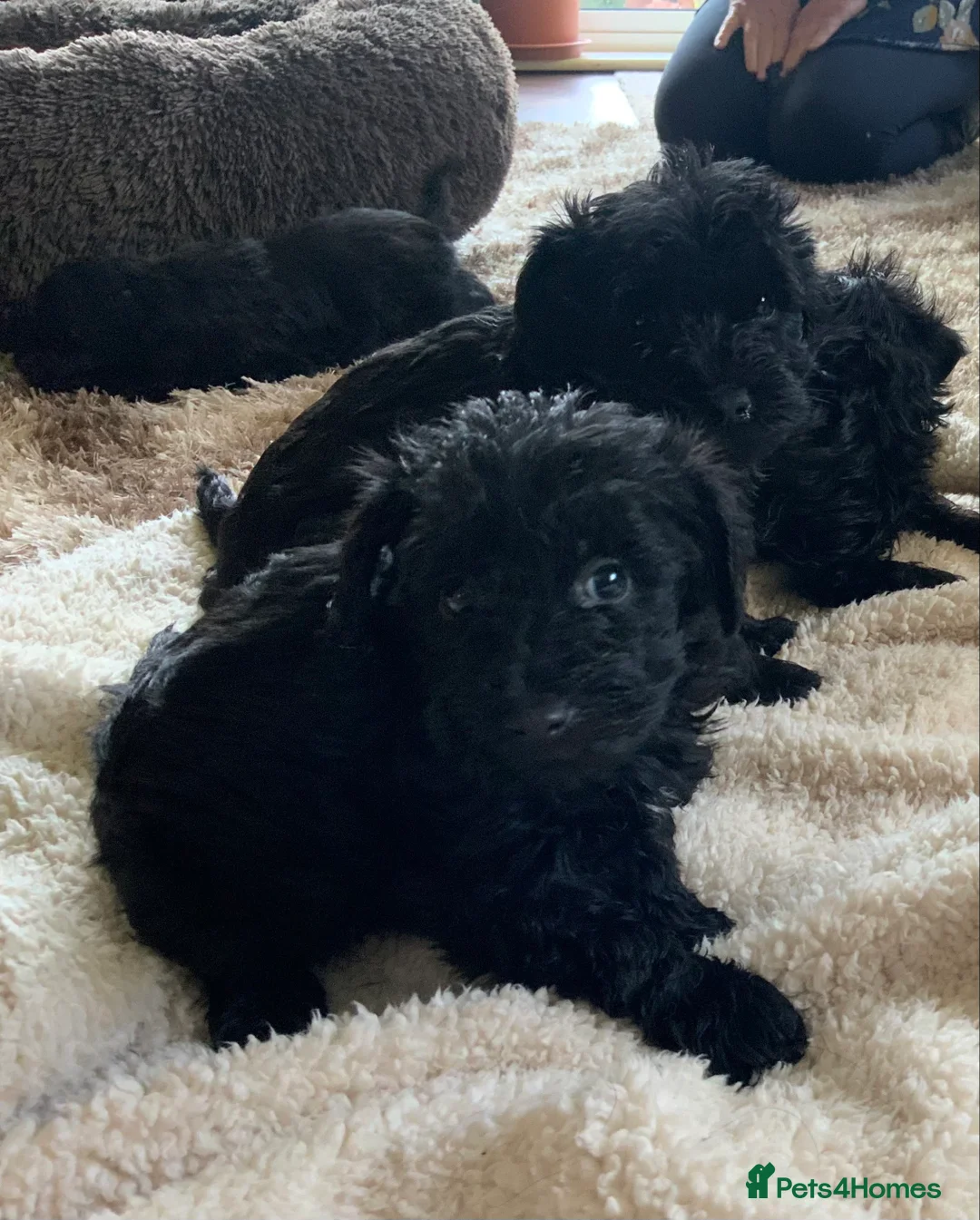 Schnoodle dogs for sale: Stunning miniature Schnoodle puppies - Advert 25