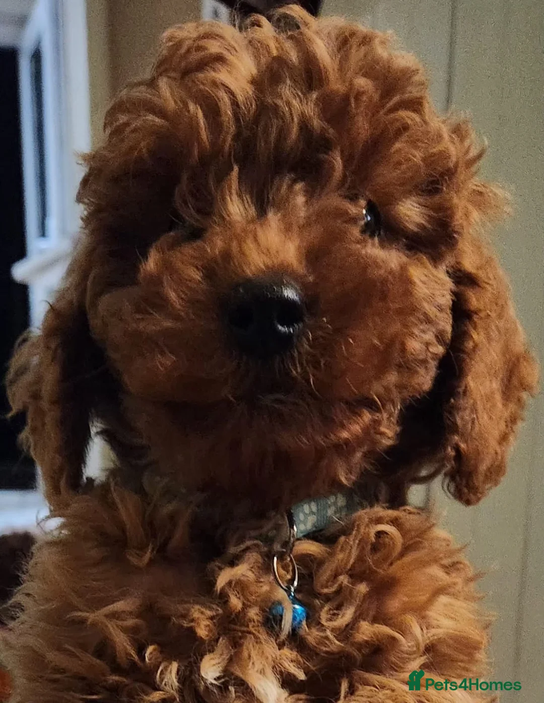 Cavapoo dogs for sale: Stunning Fox Red Cavapoo Puppies Available Now - Advert 13