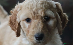 Labradoodle dogs for sale: F3 Labradoodle Puppies Licenced Breeder - Image 15