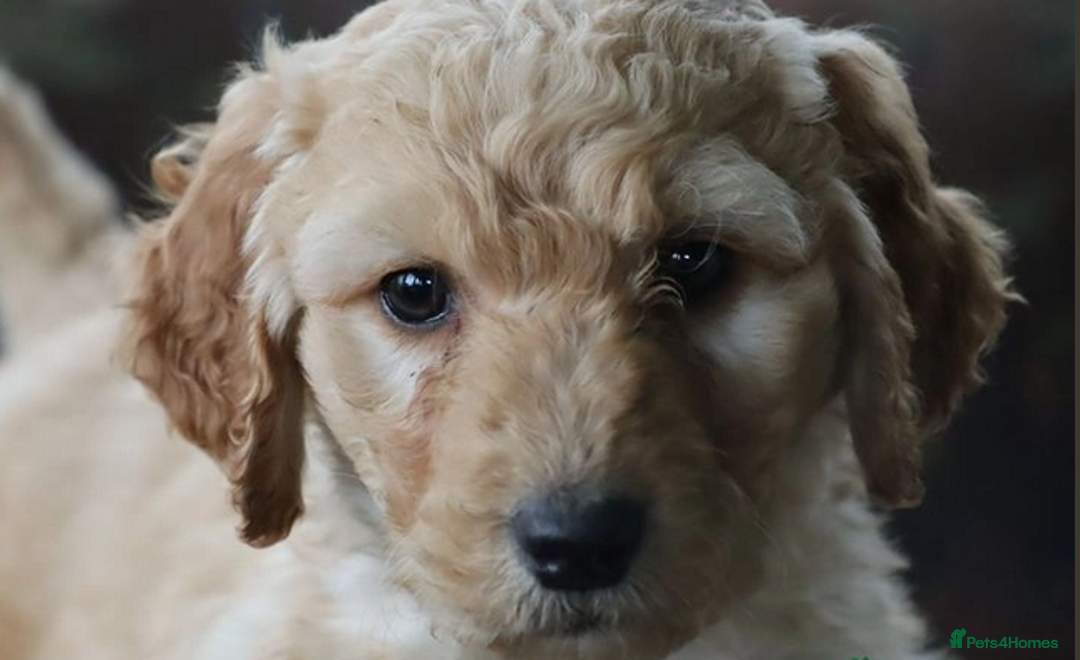 Labradoodle dogs for sale: F3 Labradoodle Puppies Licenced Breeder - Image 15