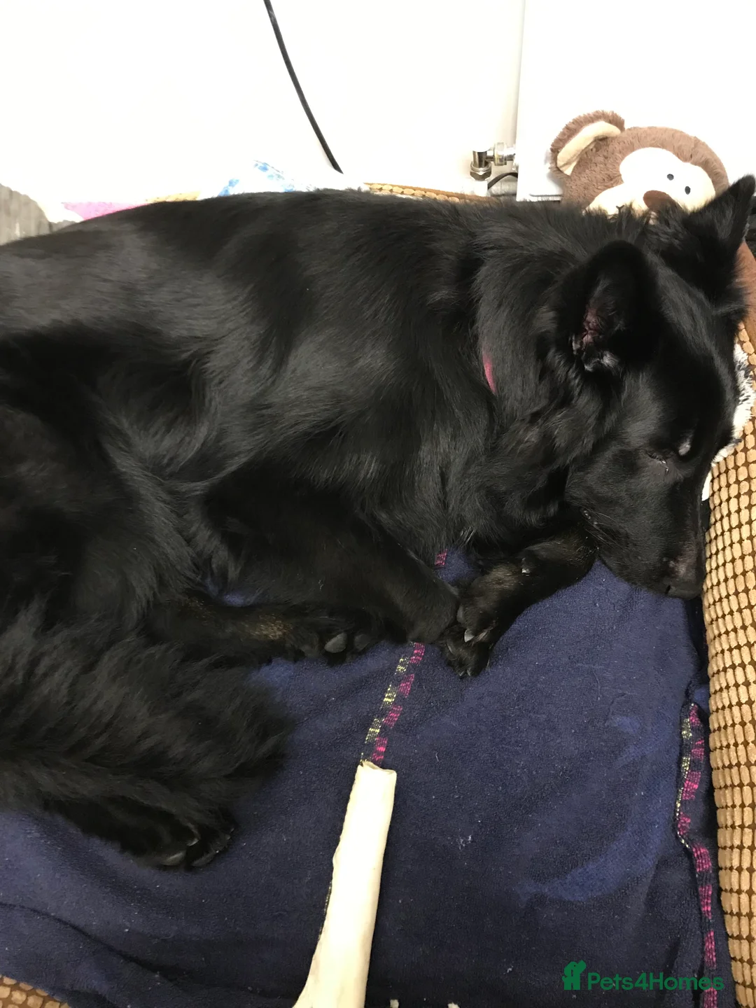 German Shepherd dogs for sale: Molly - Advert 9