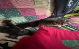 Mixed Breed cats for sale: 3 kittens for sale  - Image 5