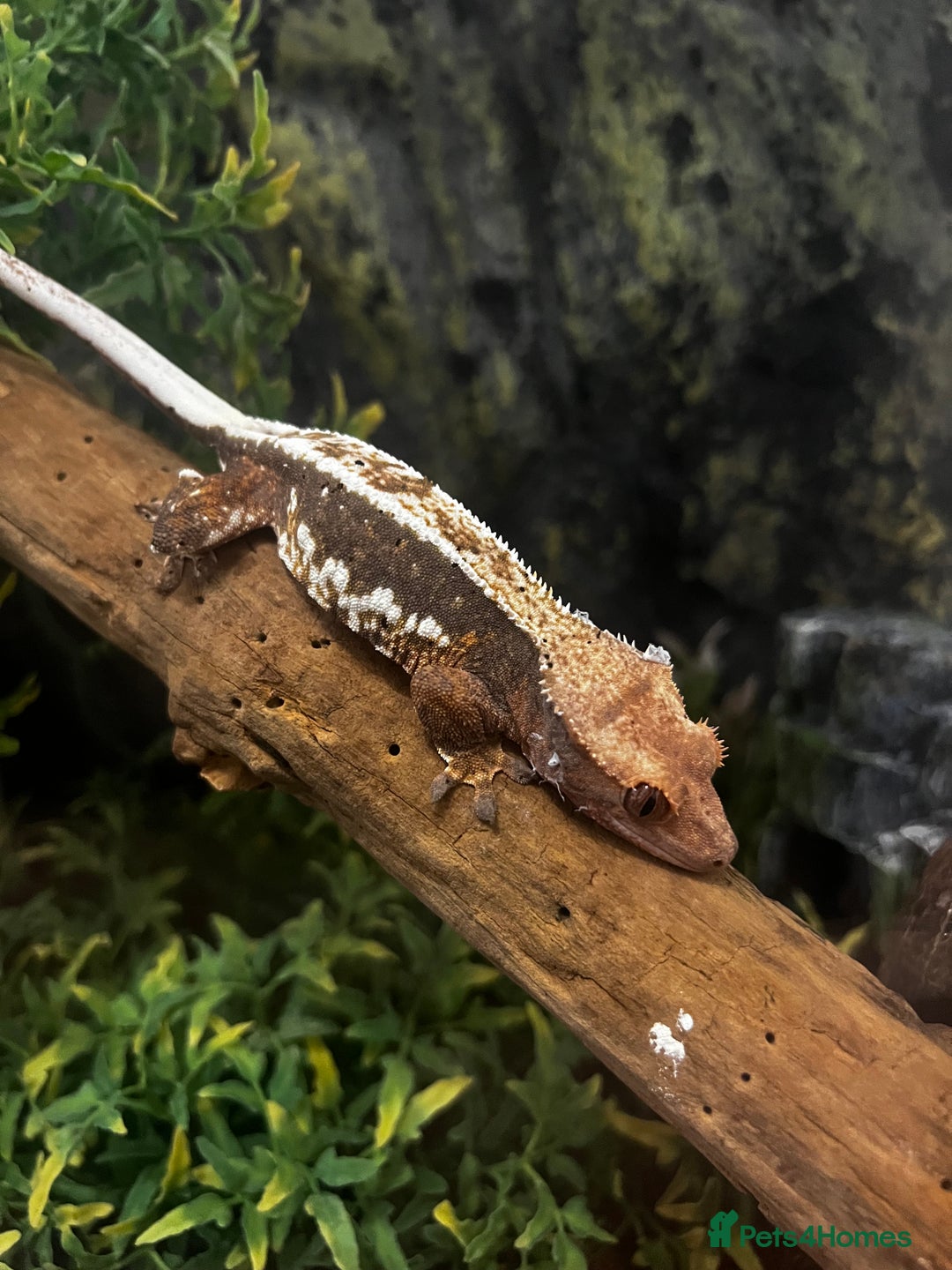 Gecko reptiles for sale: Breeding pair of crested geckos, enclosure & eggs - Advert 2