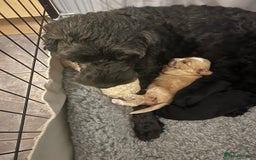 Cockapoo dogs for sale: Cockapoo puppies 3 girls 3 boys  - Image 3