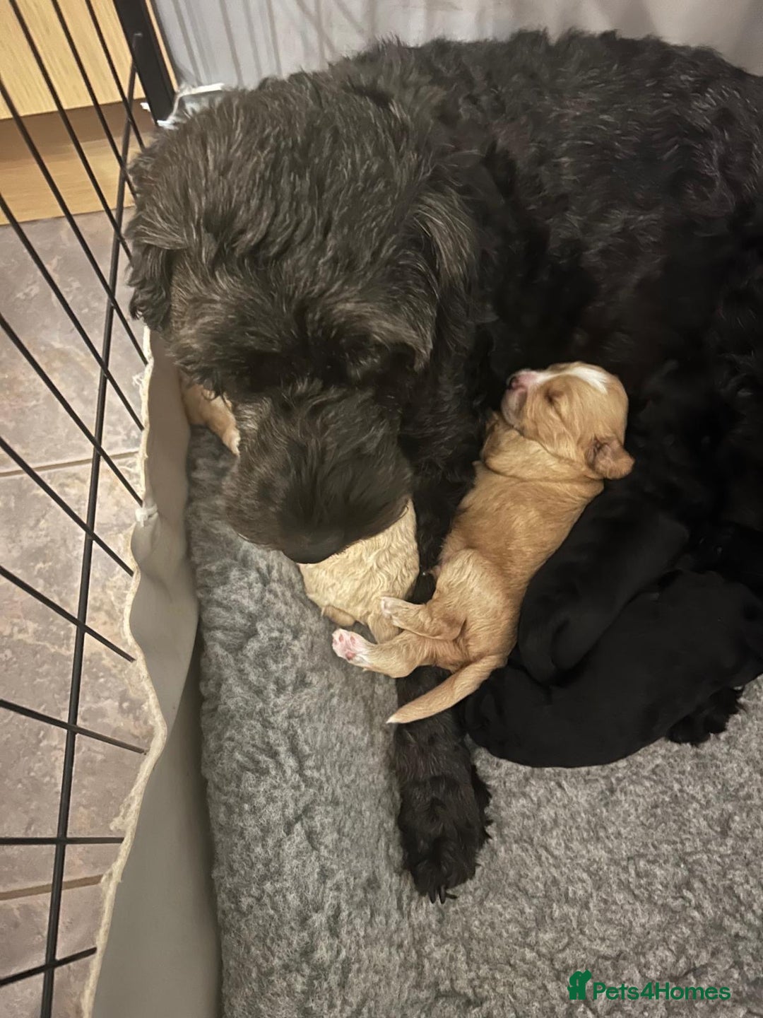 Cockapoo dogs for sale: Cockapoo puppies 3 girls 3 boys  - Image 3