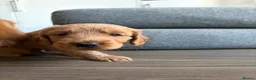 Labradoodle dogs for sale: Labradoodle (Double Doodle) - Advert 19