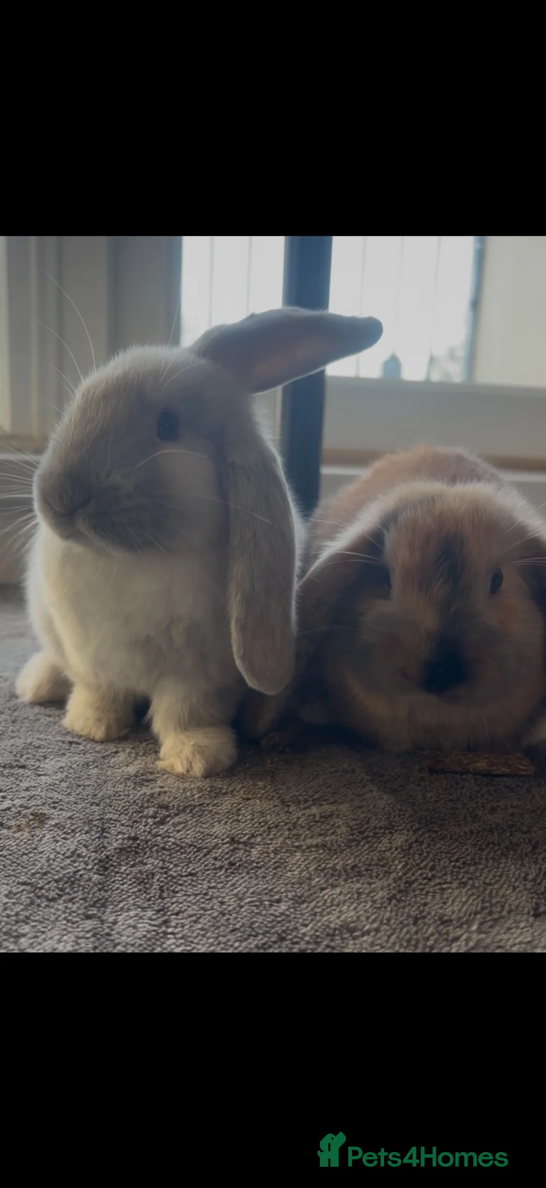 English Lop rabbits for sale: 2 sister rabbits  - Advert 2