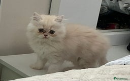 Persian cats for sale: Adorable Female Chinchilla Persian - ready now - Image 23