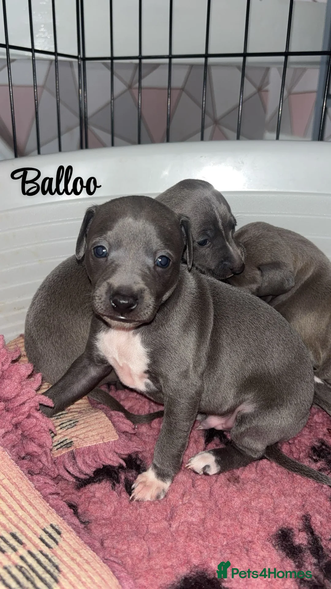 Italian Greyhound dogs for sale: 3 Stunning Italian greyhound puppies🐾💙💕  - Advert 5