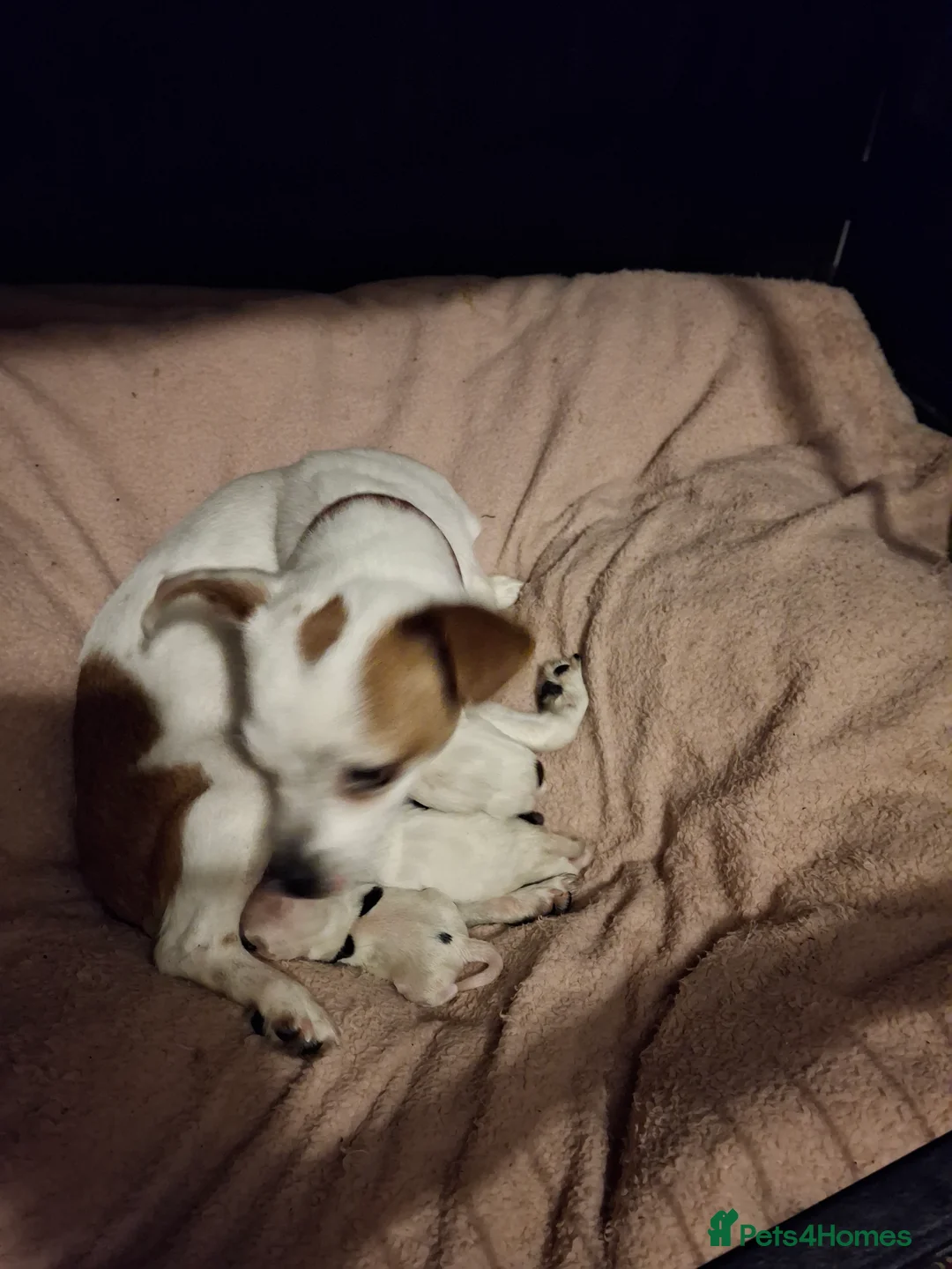 Mixed Breed dogs for sale: Small pups in Driffield - Advert 2