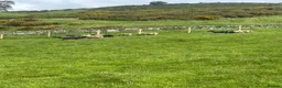 Sheep livestock for sale: Shetland X ewes - Advert 9