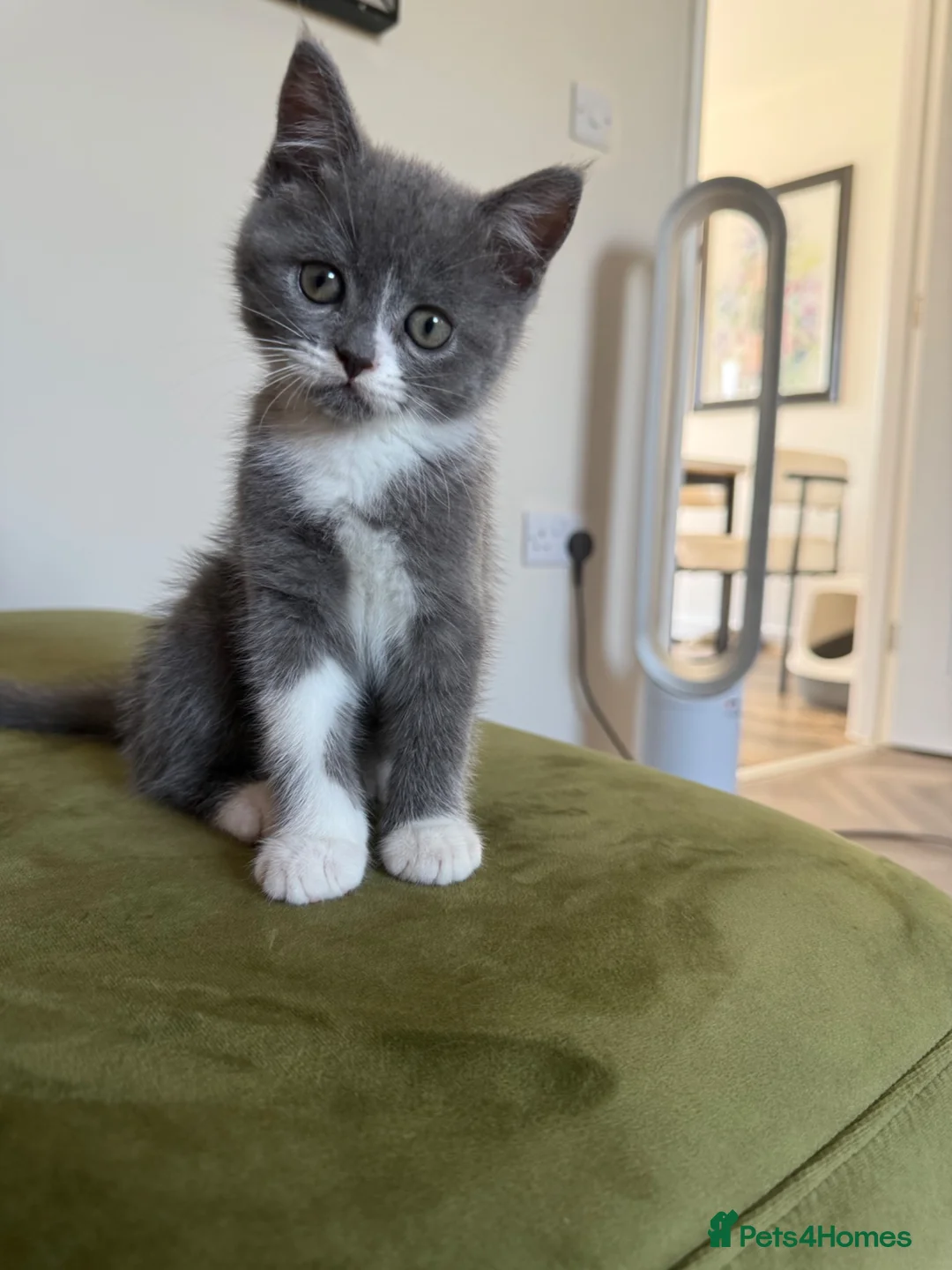 Persian cats for sale: Persian cross  in Lincoln - Advert 2