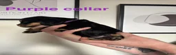 Cocker Spaniel dogs for sale: Stunning Cocker Spaniel Puppies in Peterhead - Advert 13