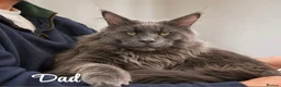 Maine Coon cats for sale: Maine Coon Kittens Russian & European Lines  - Advert 12