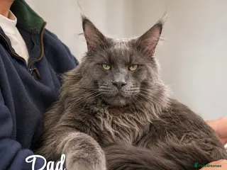 Maine Coon cats Maine Coon Kittens Russian & European Champ Lines - Advert 6