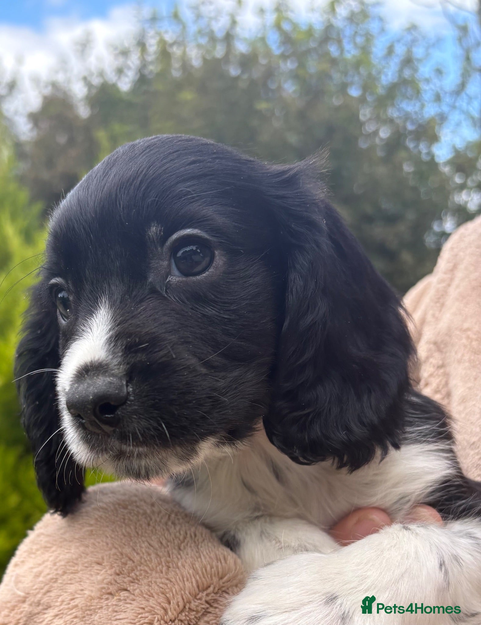 Sprocker dogs Beautiful Sprocker Puppies - Advert 6
