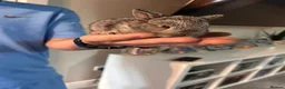 Lionhead rabbits for sale: Baby rabbits for sale - Advert 8