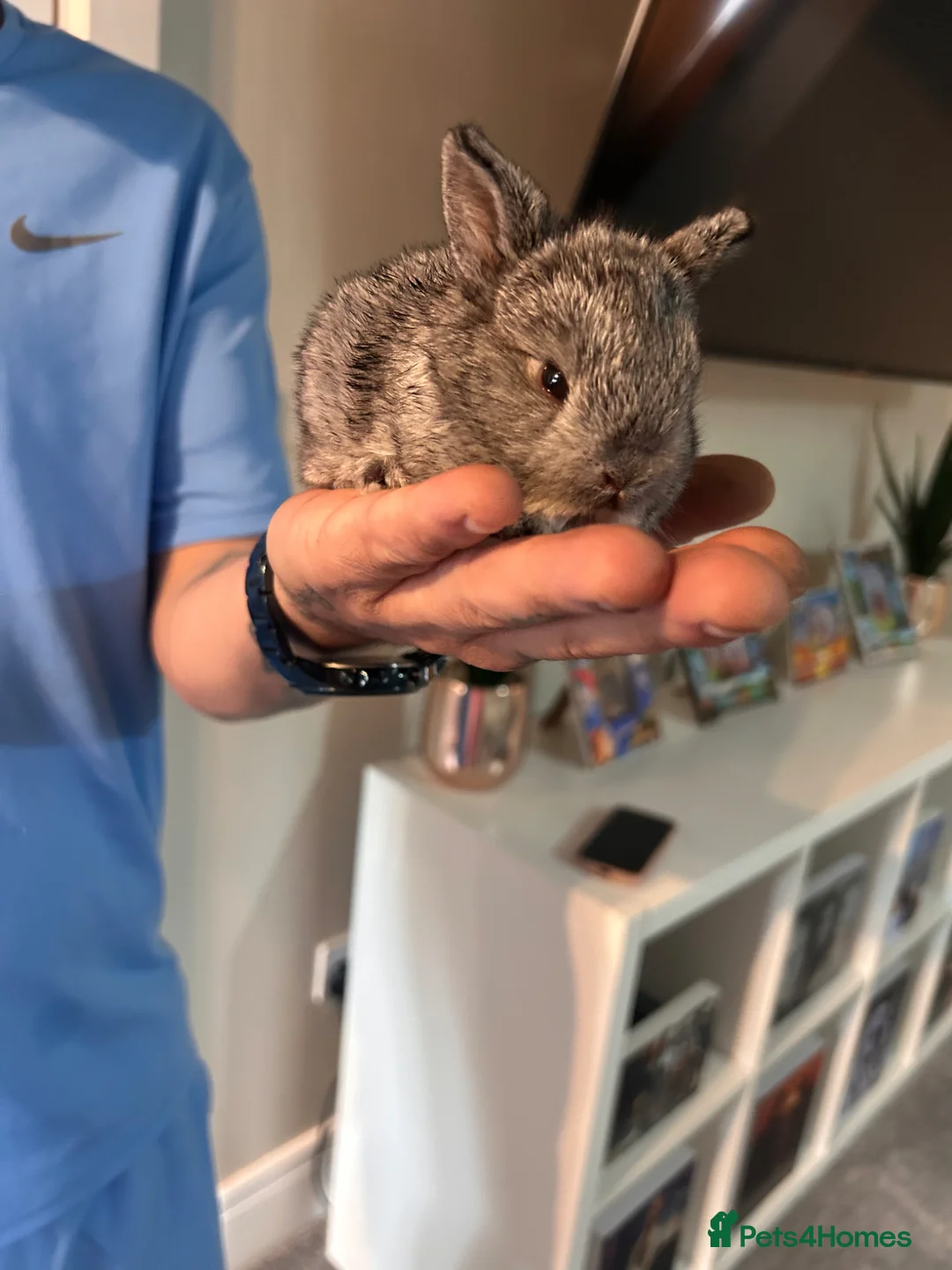 Lionhead rabbits for sale: Baby rabbits for sale - Advert 8