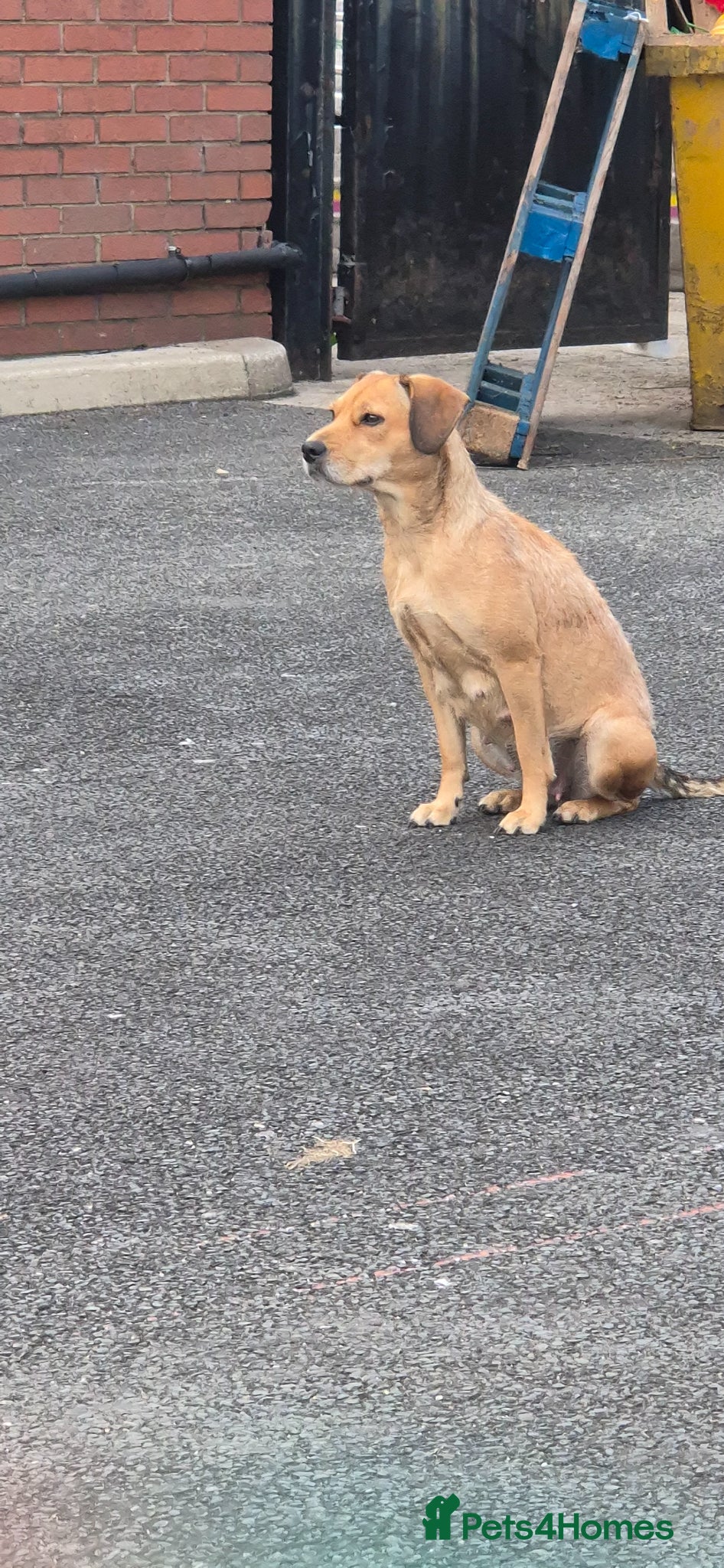Mixed Breed dogs Nala. Patterdale terrier. 2YEARS OLD - Advert 10