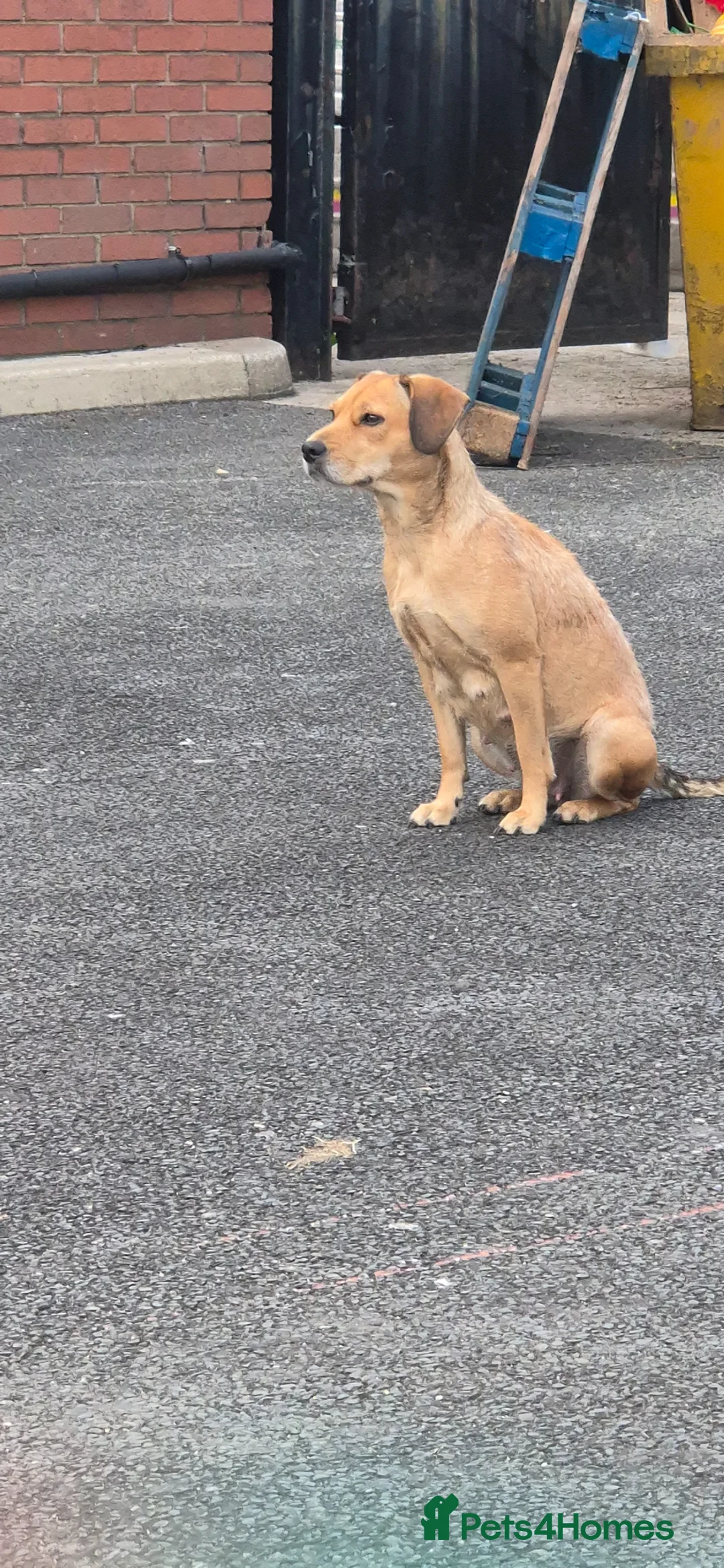 Mixed Breed dogs for sale: Nala. Patterdale terrier. 2YEARS OLD in Manchester - Advert 1