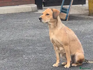 Mixed Breed dogs Nala. Patterdale terrier. 2YEARS OLD - Advert 10