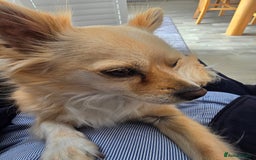 Chihuahua dogs for sale: Chihuahua  - Image 3