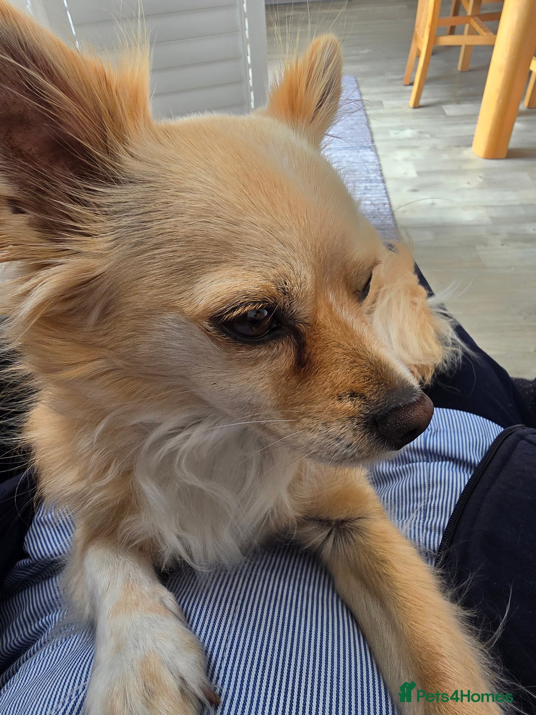 Chihuahua dogs for sale: Chihuahua  - Image 3