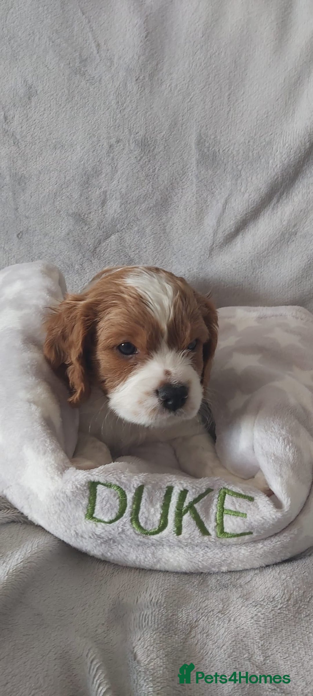 Cavalier King Charles Spaniel dogs for sale: Cavalier King Charles Spaniel Puppies for Sale 🐾 - Image 3