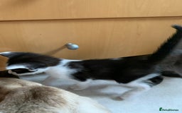 Siamese cats for sale: 3 half Siamese kittens  - Image 11