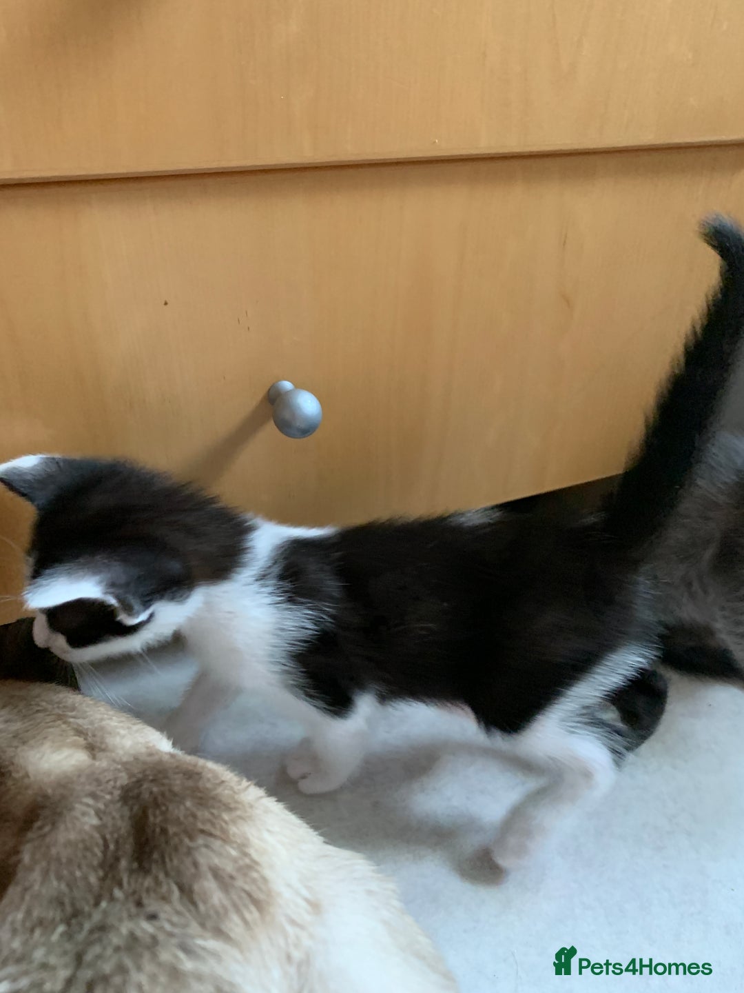 Siamese cats for sale: 3 half Siamese kittens  - Image 11