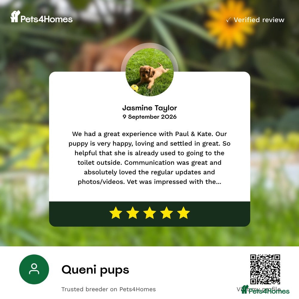 Cavalier King Charles Spaniel dogs One little boy,KC Cavalier King Charles puppies  - Advert 2