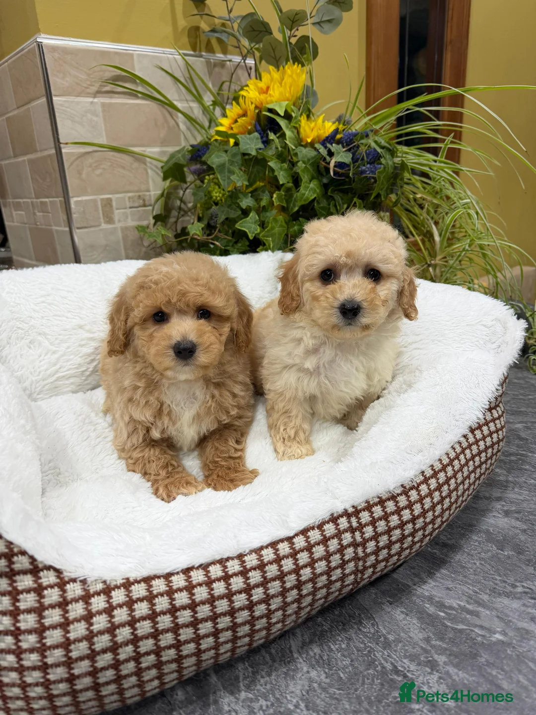 Poochon dogs for sale: Poochon Puppies - Advert 10