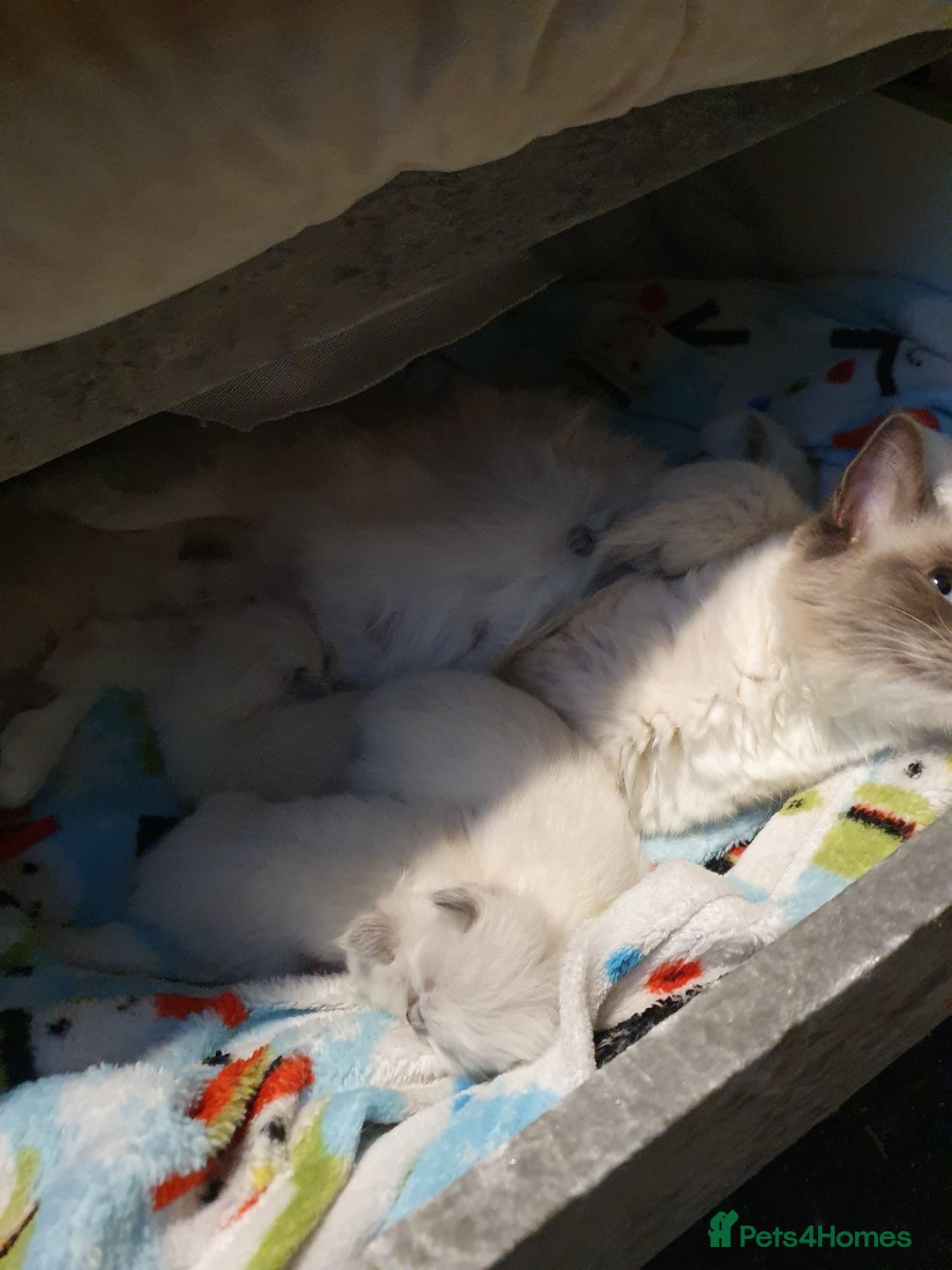 Ragdoll cats for sale: 3 ragdoll kittens forsale - Image 9