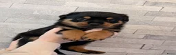 Rottweiler dogs for sale: Exceptional huge Rottweiler pups from amazing line - Advert 37
