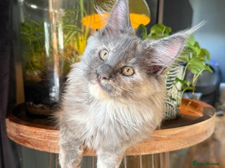 Maine Coon cats - Advert 20