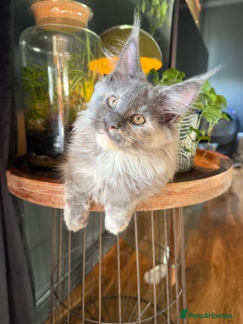 Maine Coon cats - Advert 3