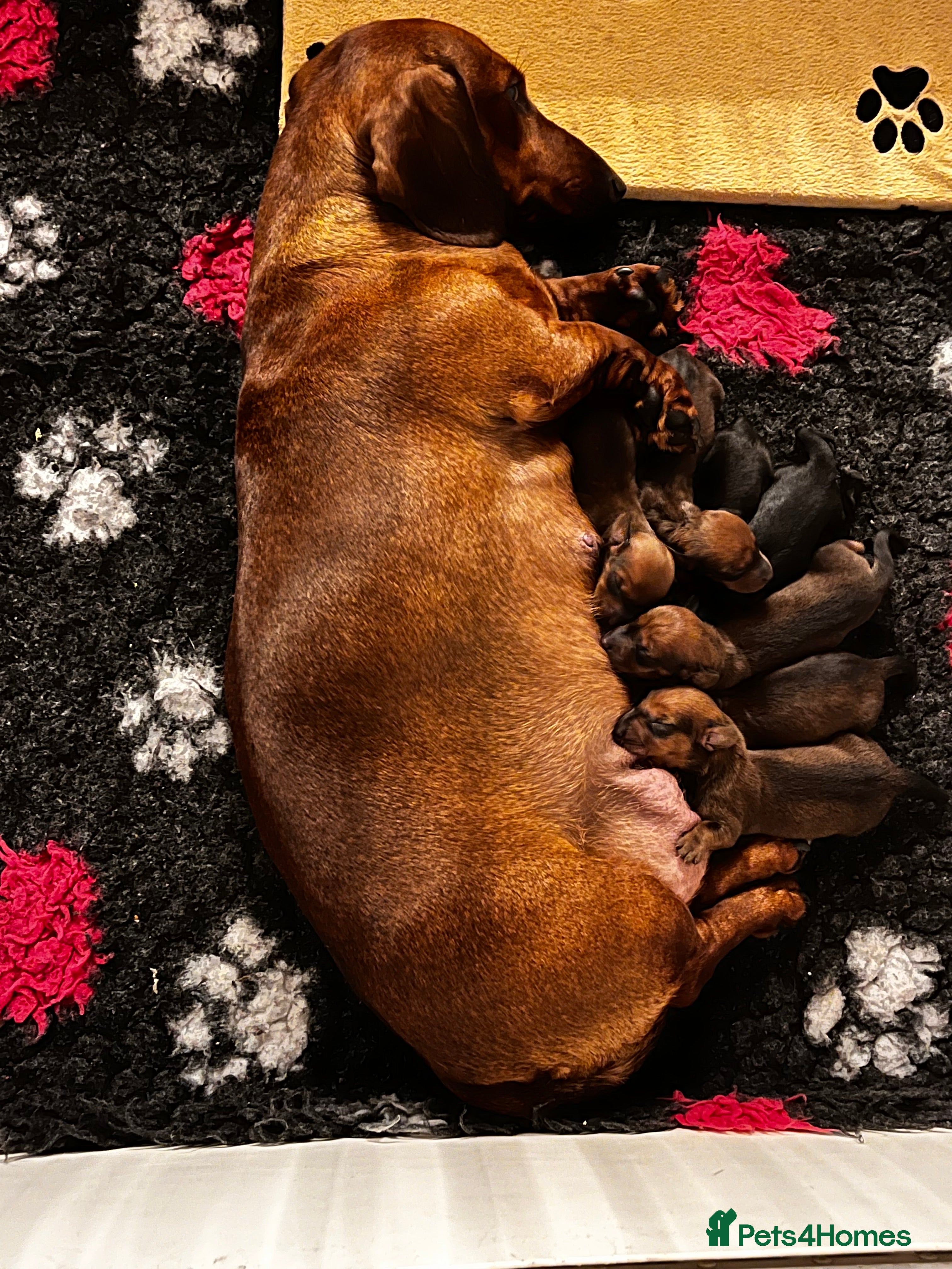 Dachshund dogs Champion Bred KC Smooth Dachshund Male Pup - Advert 10