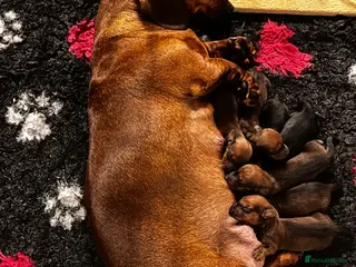 Dachshund dogs Champion Bred KC Smooth Dachshund Male Pup - Advert 8