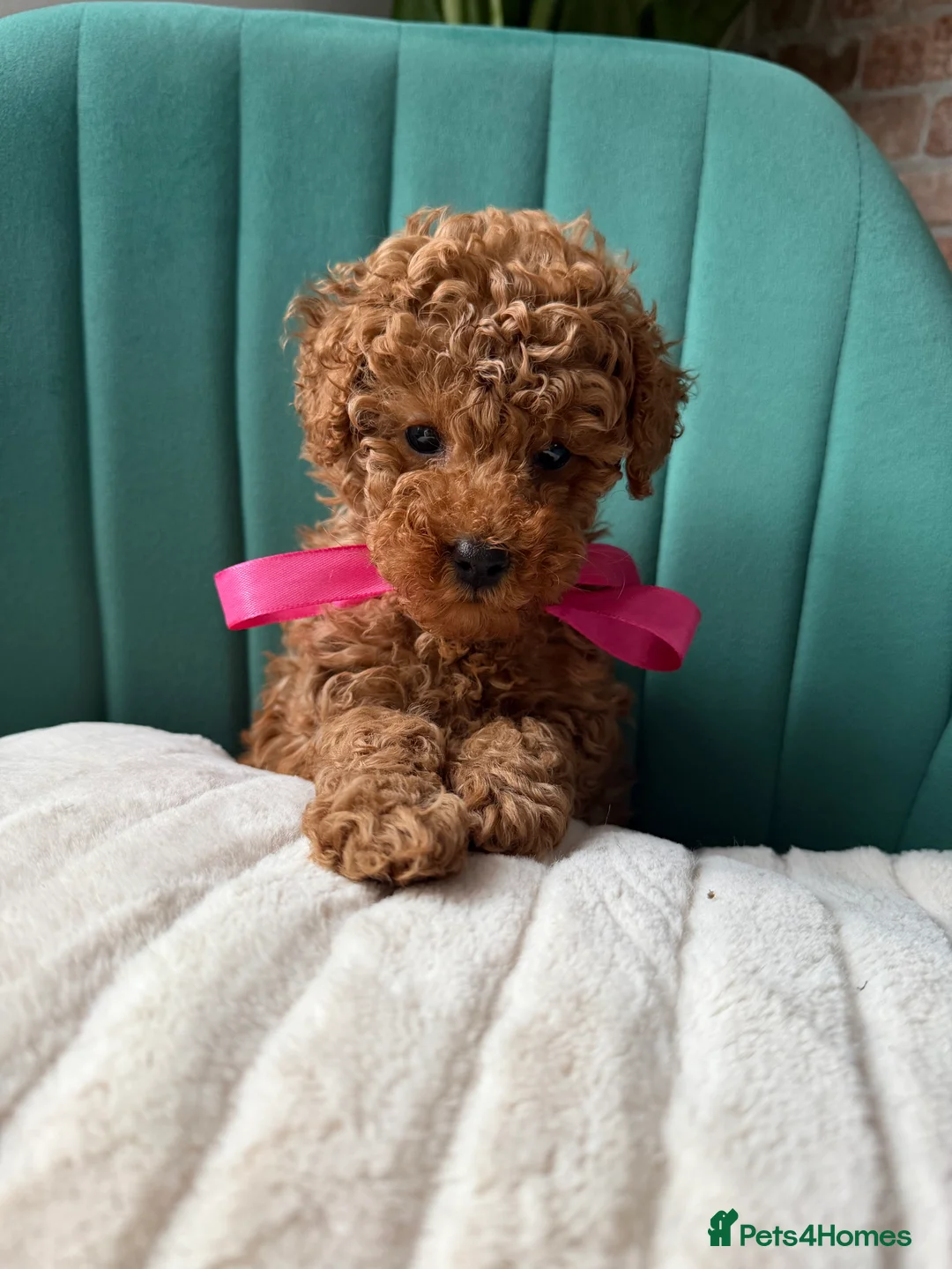 Toy Poodle dogs for sale: Tiny Red toy 🧸 poodle ✨💖 - Advert 12