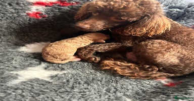 Miniature Poodle dogs Miniature poodle - Advert 6