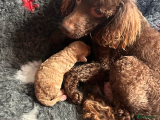 Miniature Poodle dogs - Advert 3