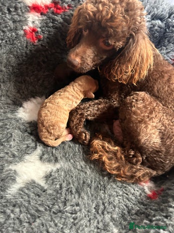 Miniature Poodle dogs - Advert 3