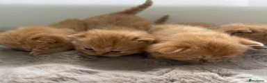 British Shorthair 4