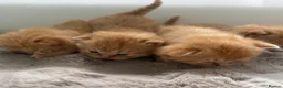 British Shorthair cats for sale: Stunning Chocolate BSH Kittens - Advert 5