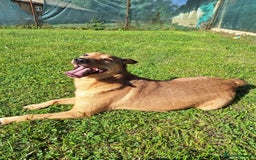 Mixed Breed dogs for adoption: Fajitas for adoption - Image 11