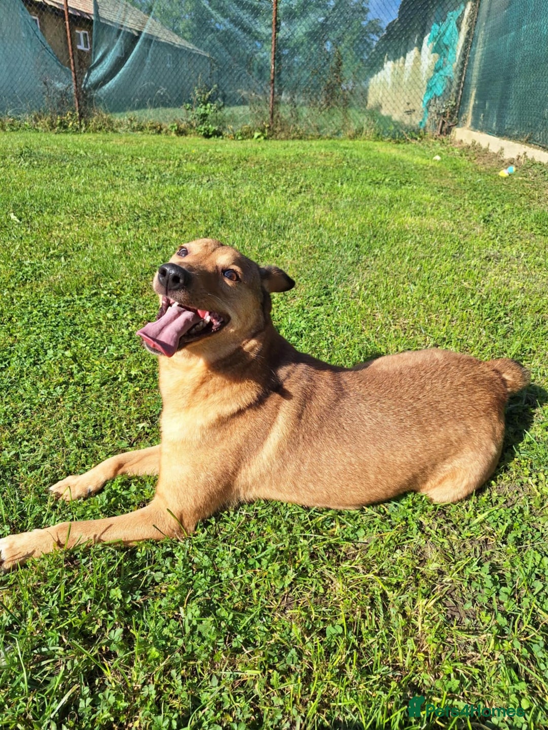 Mixed Breed dogs for adoption: Fajitas for adoption - Image 11