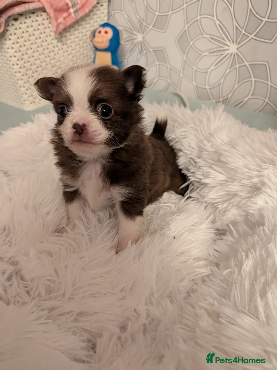 Pomchi dogs for sale: Beautiful Pomchi Puppies Loving 🏠 Reared Litters - Advert 26