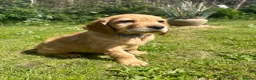 Mixed Breed dogs for sale:  ☘️ Golden Irish puppies available  ☘️ - Advert 12